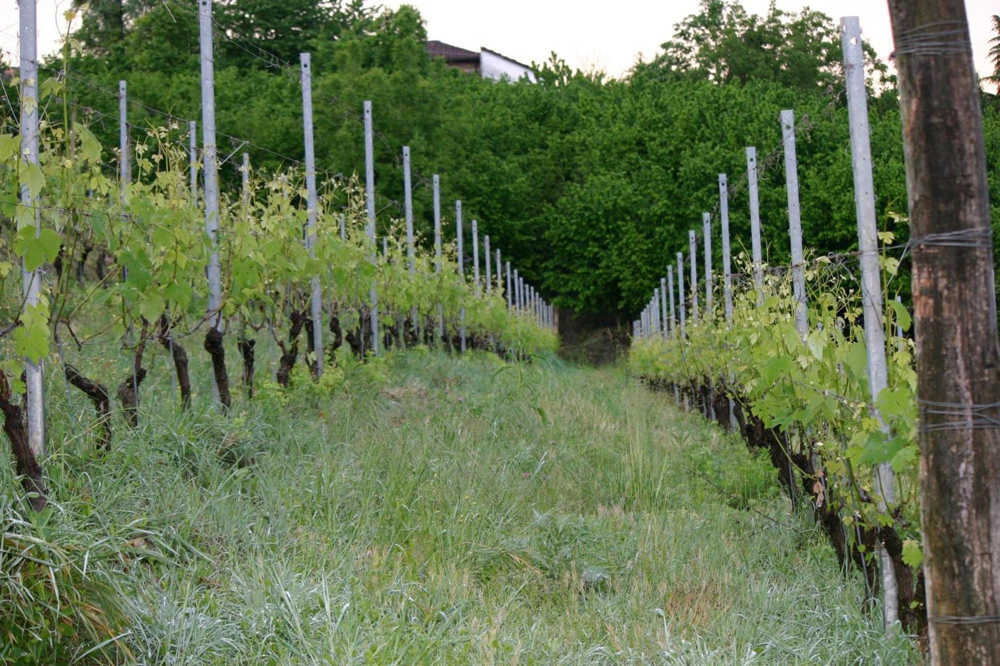 Cascina La Corte Bed and Breakfast Neive Buitenkant foto